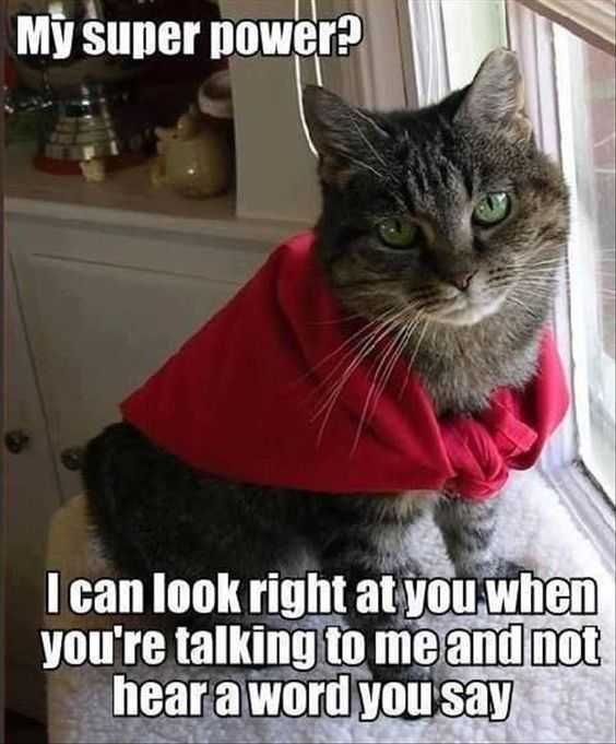 Funny Cat Pwer