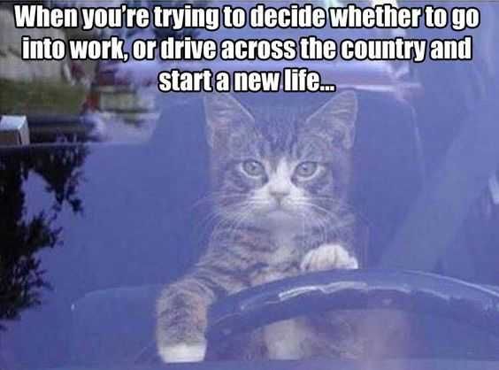 Funny Drive Cunry