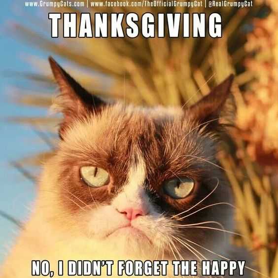 Funny Happy Cat