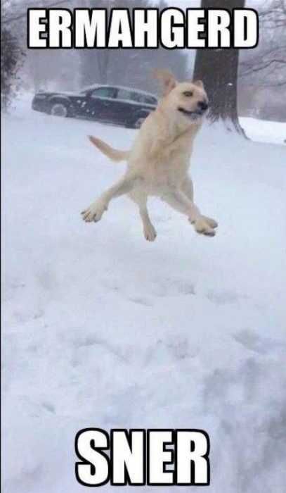 Funny Snow Dog