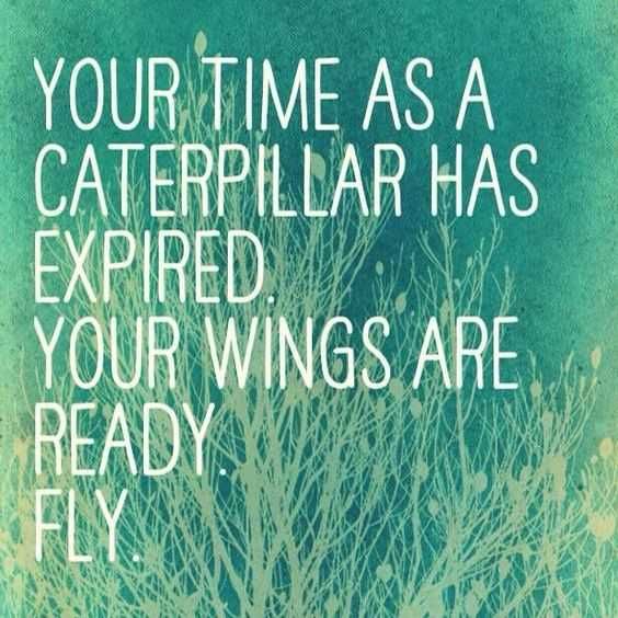 Qute Ready Fly