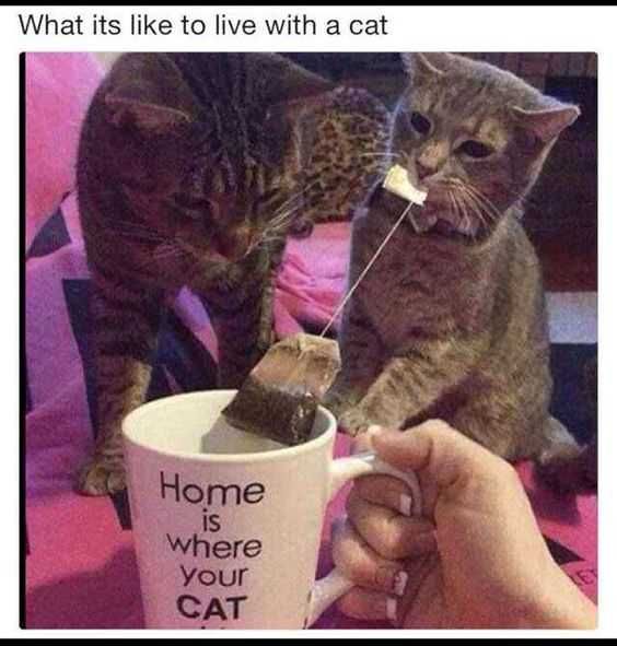 Cat11