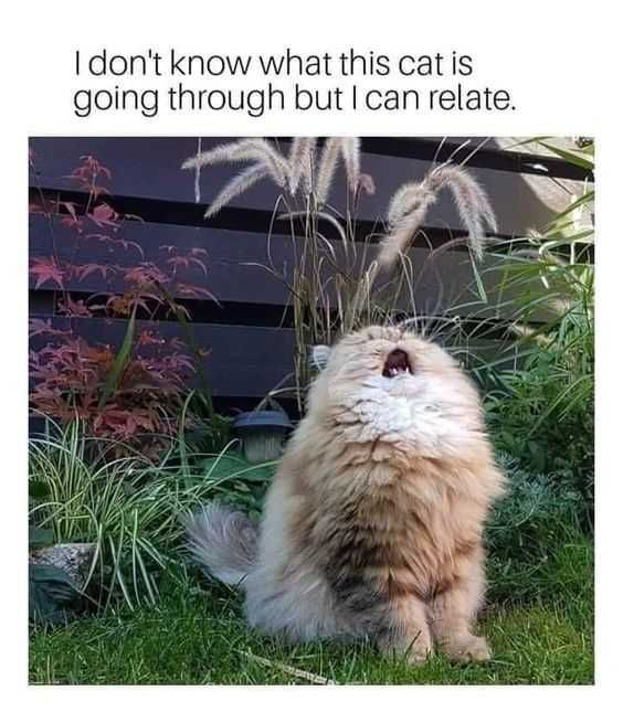 Cat2