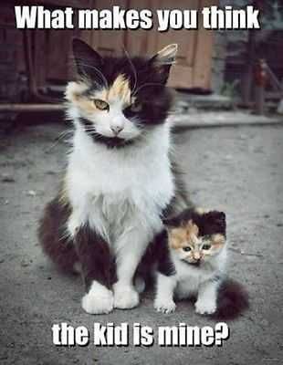 Cat5