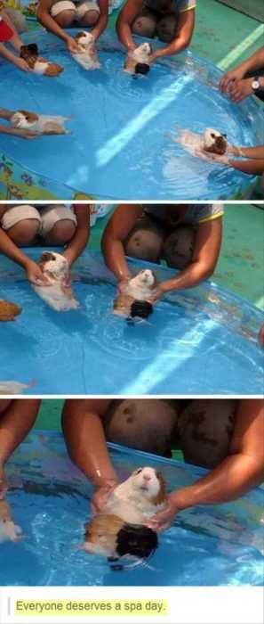 Cat8