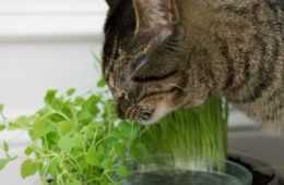 Diy Catnip Planter
