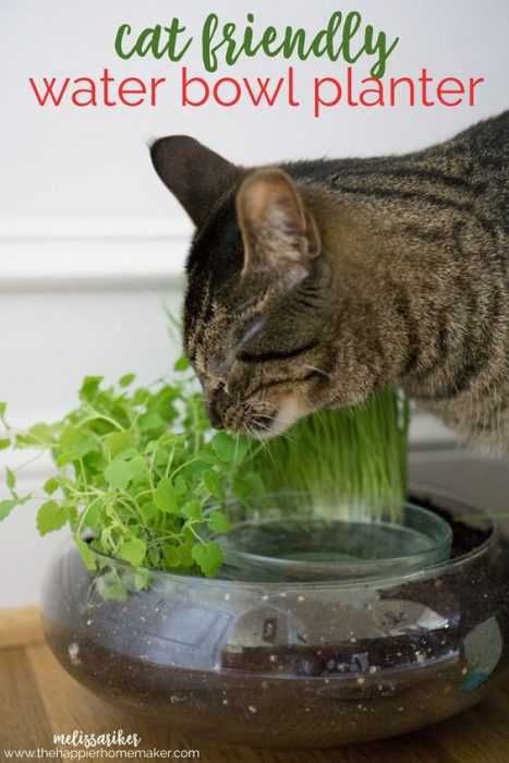Diy Catnip Planter