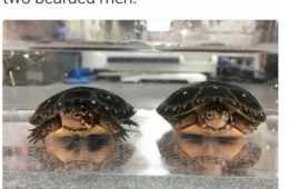 Funny Reflectin