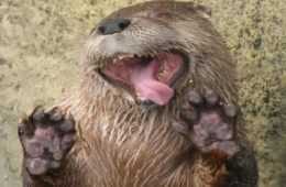 Otter1