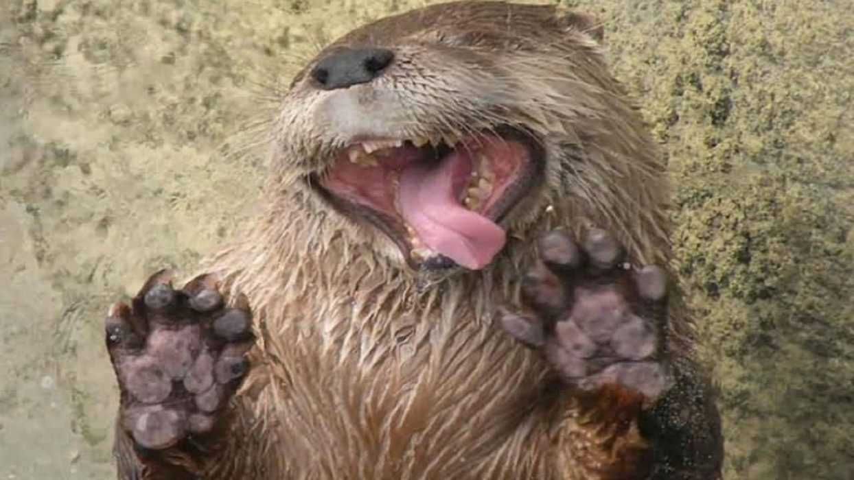 Otter1