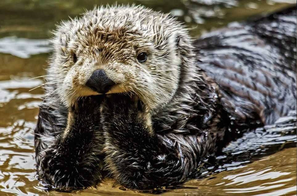 Otter13