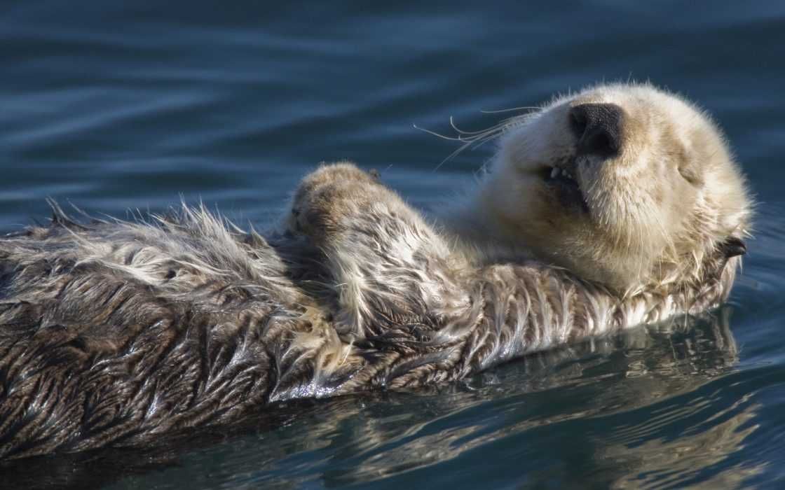 Otter15