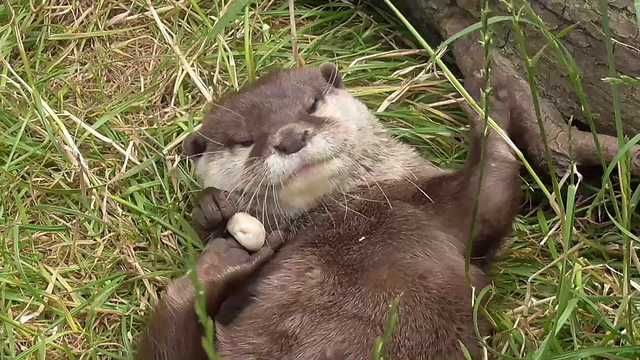 Otter2