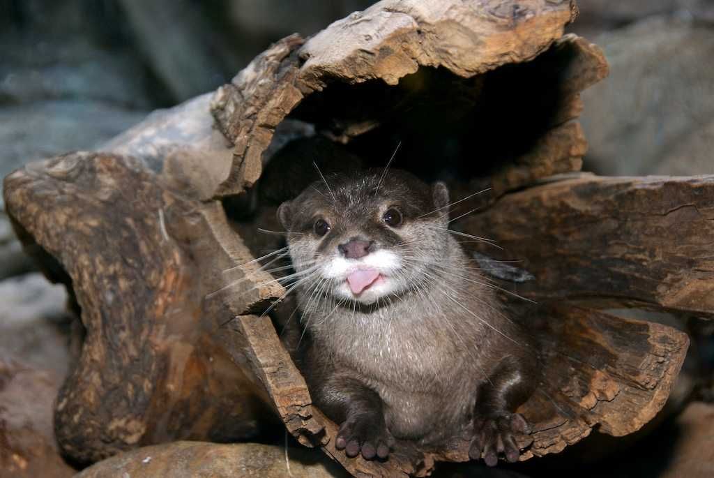 Otter20