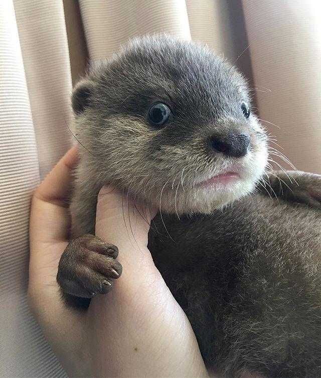 Otter21