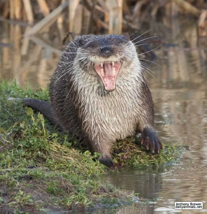 Otter3