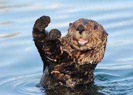 Otter5