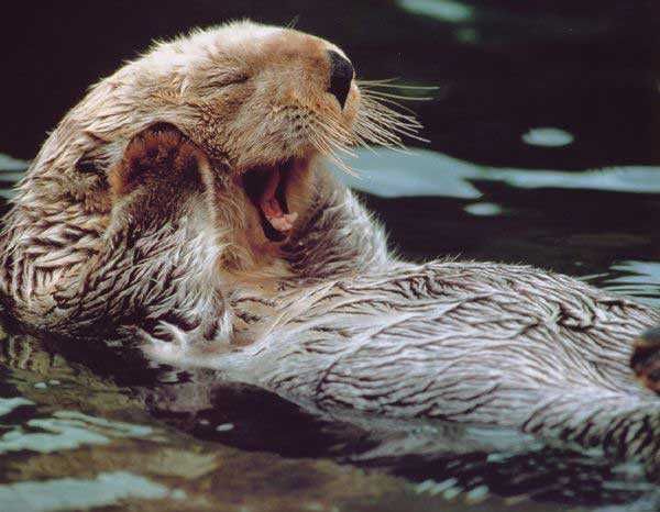 Otter8