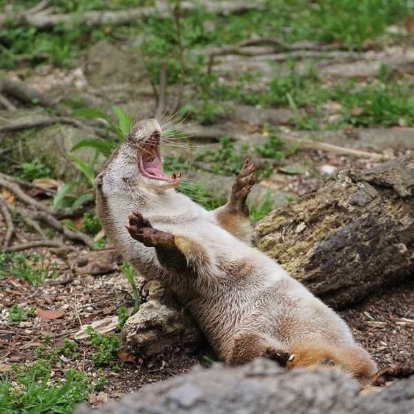 Otter9