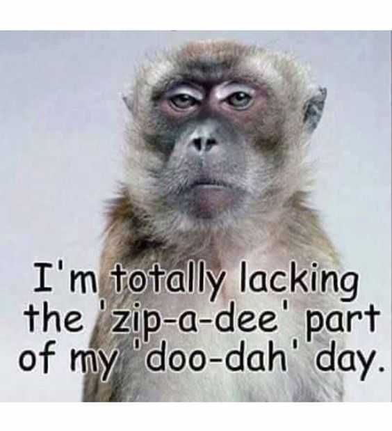 Quote Zipa Dee