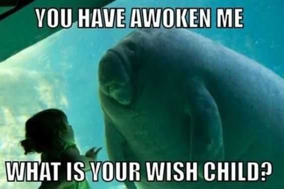 Funny Awoken