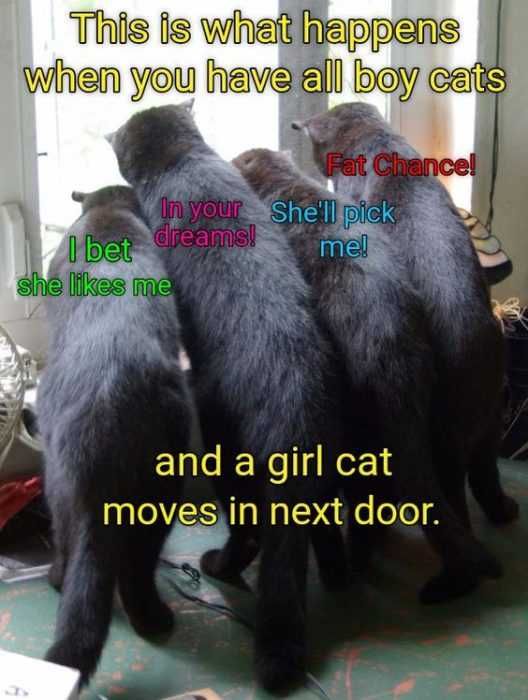 Funny Boy Cats