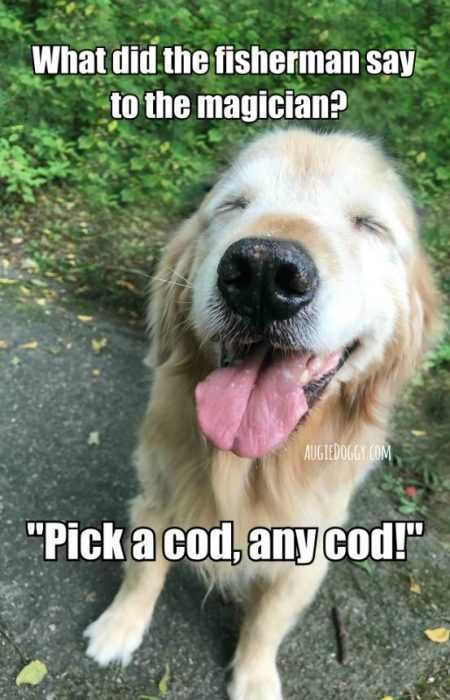 Funny Cod Cod