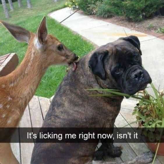 Funny Deerdg