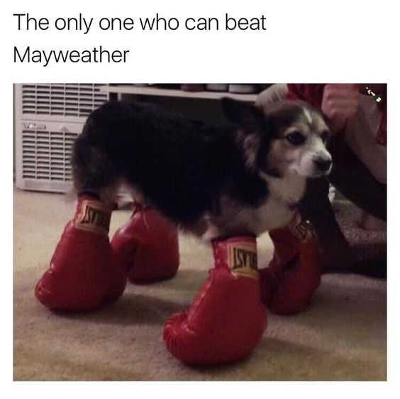 Funny Mayweather