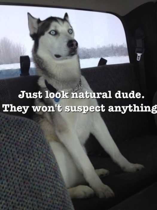 Funny Natural Dude