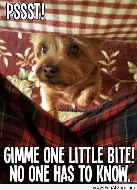Funny One Bute