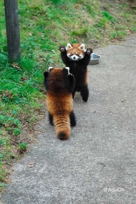 Funny Redpanda