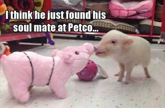 Funny Soul Mate