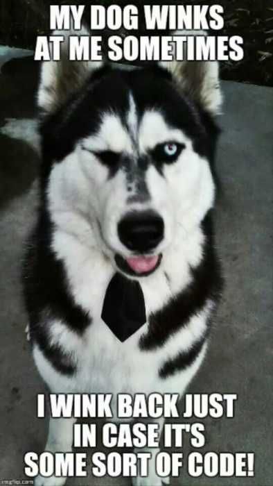 Funny Wink Back