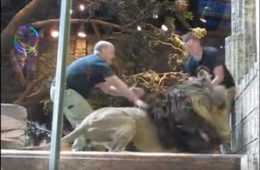 Lion Attacks