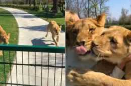 Lions Cant