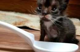 Rescued Miracle