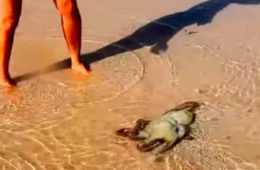Rescued Octopus
