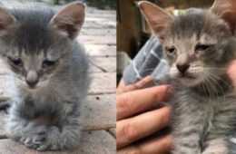 Woman Adopts