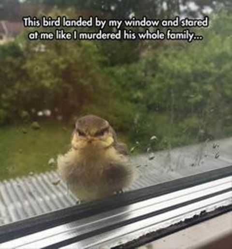 Bird16