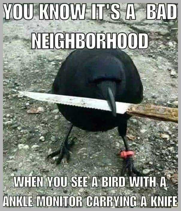 Bird17