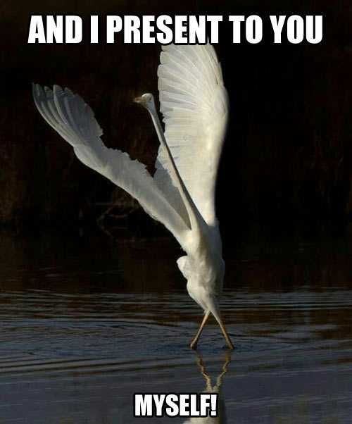 Bird23