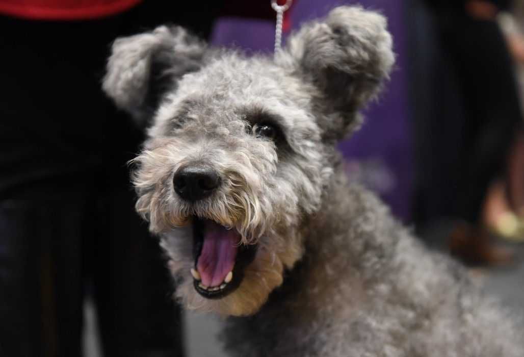 Dog10