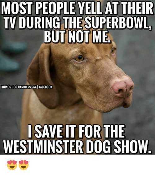 Dog15