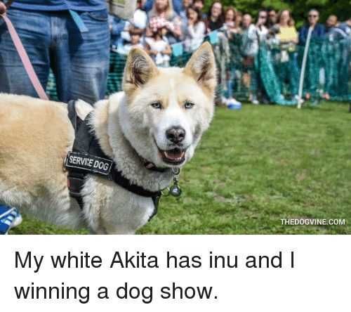 Dog2