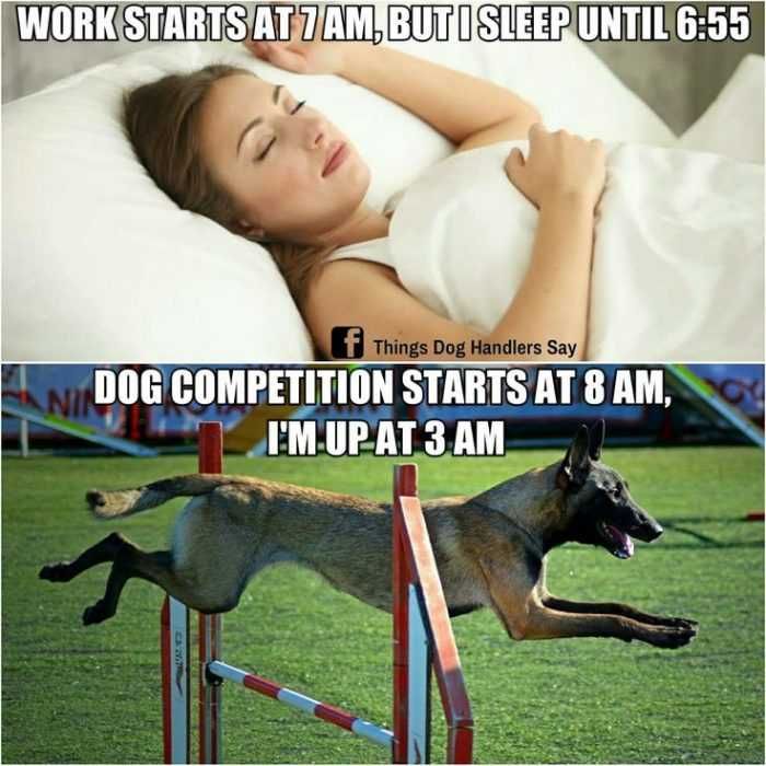 Dog22