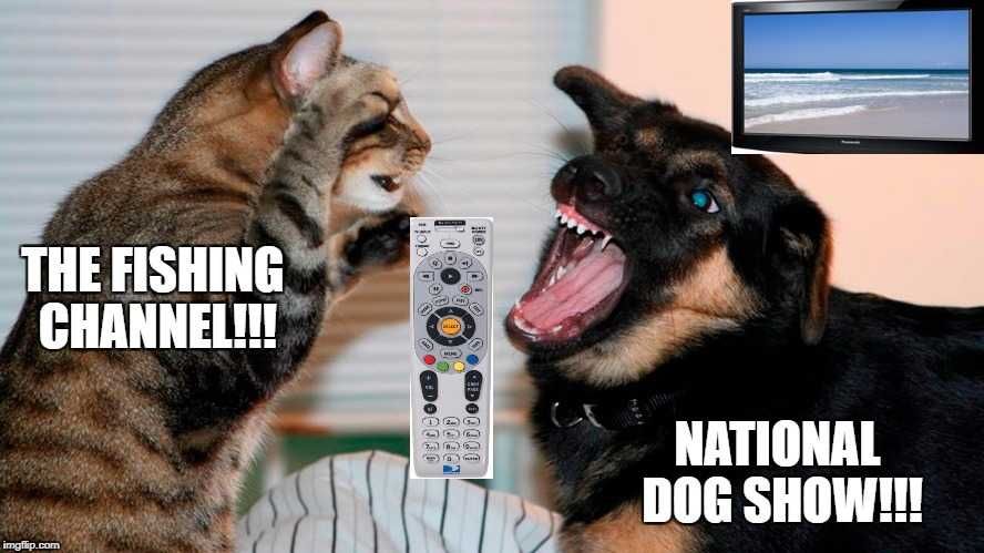 Dog30