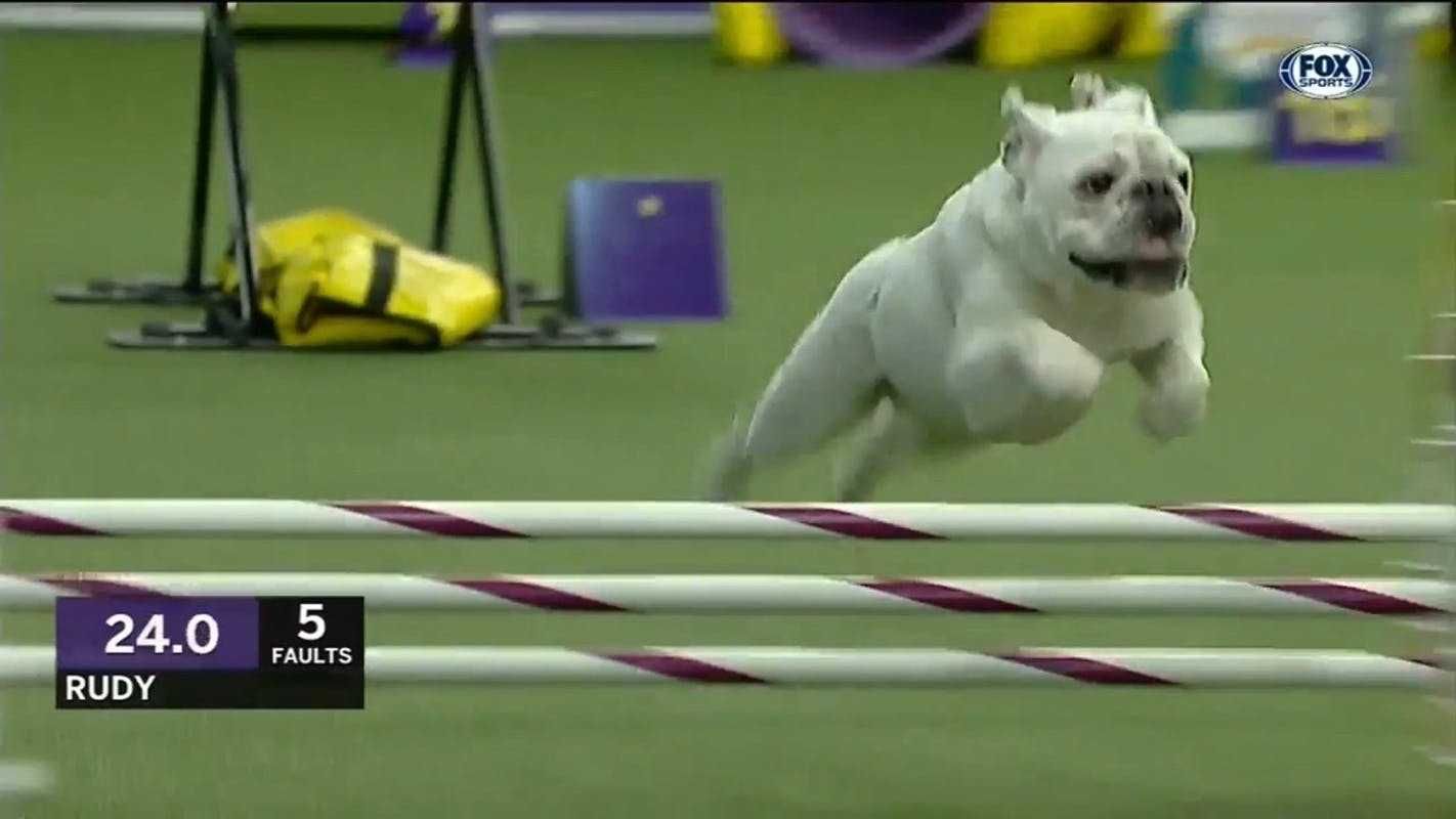 Dog9