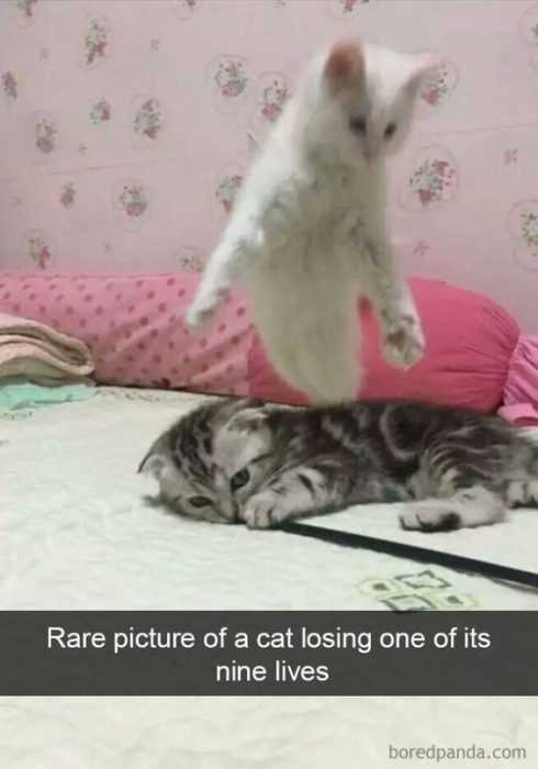 Funny 9 Lives