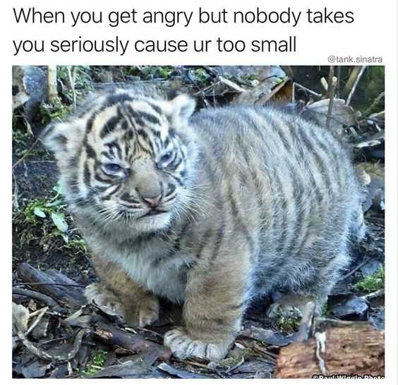 Funny Angry Small